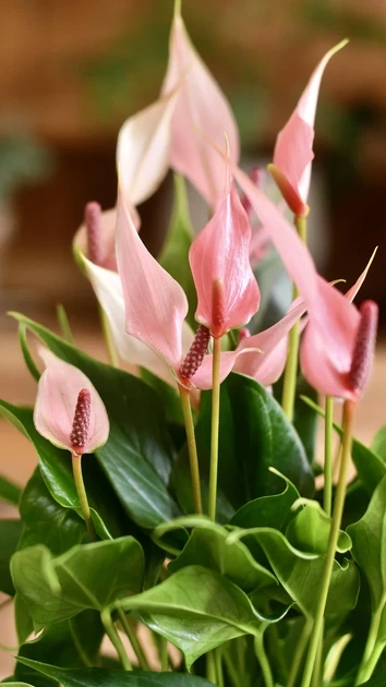Растение Антуриум Лилли (Anthurium Lilli) в горшке 10 см, высотой 25-35 см, с цветками. - Фото 5 Растение Антуриум Лилли (Anthurium Lilli) в горшке 10 см, высотой 25-35 см, с цветками. - изображение 5