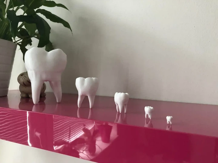 Модель Человеческого Зуба Tooth Белый 15 См 3Д Печать - Фото 3 Модель Человеческого Зуба Tooth Белый 15 См 3Д Печать - изображение 3
