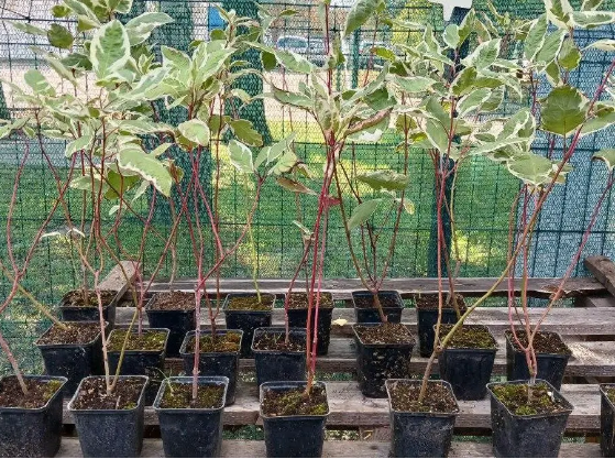 Дерен белый Элегантиссима (Cornus alba Elegantissima) Р9 - изображение 5