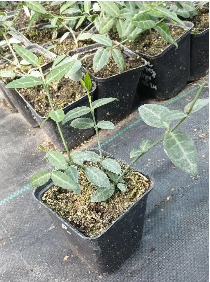 Бересклет Форчуна Тустин (Euonymus fortunei Tustin) Р9 - изображение 2