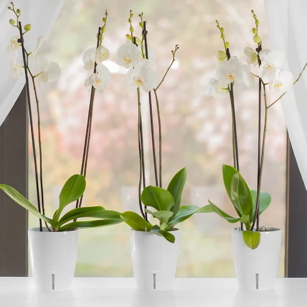 Вазон Santino для орхідеї 1.3 л прозорий Orchidea Twin - зображення 2