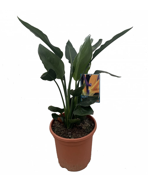 Растение Стрелиция Регина Strelitzia regina в 12 горшке, 30-40см. - изображение 2