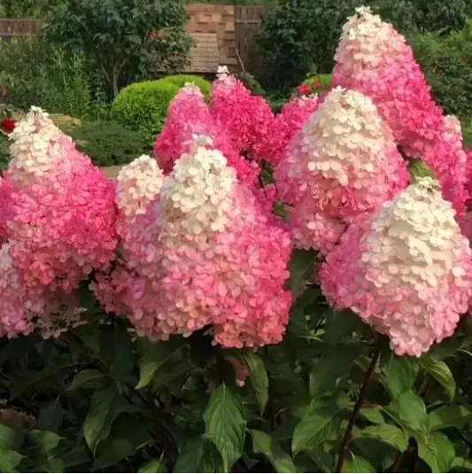 Гортензия метельчатая Ванила Фрейз (Vanille Fraise) С2 - изображение 2