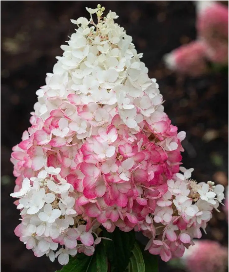Гортензія волотиста Фрайз Мельба (Hydrangea paniculata Fraise Melba) С2 - зображення 2