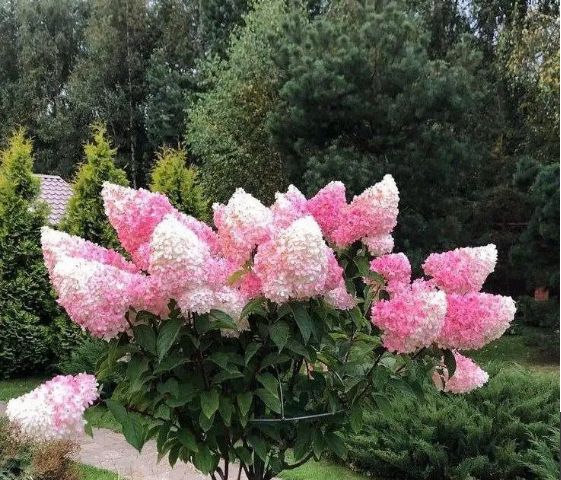 Гортензия метельчатая Ванила Фрейз (Vanille Fraise) С2 - изображение 4