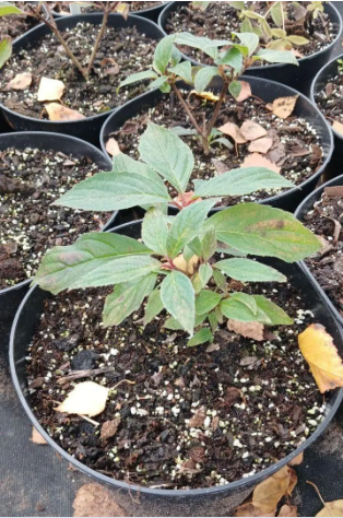 Гортензія волотиста Фрайз Мельба (Hydrangea paniculata Fraise Melba) С2 - зображення 4