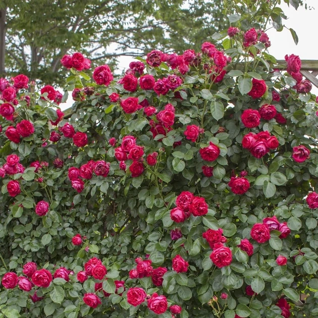 Саженцы Яскрава Роза плетистая Ред Эден Роуз (Red Eden Rose) (59580) - изображение 3