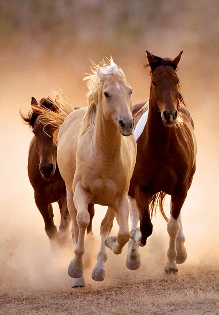 Пазл Clementoni: High Quality Collection — Running Horses / Бегущие кони (1000 элементов) — 39771 - изображение 2