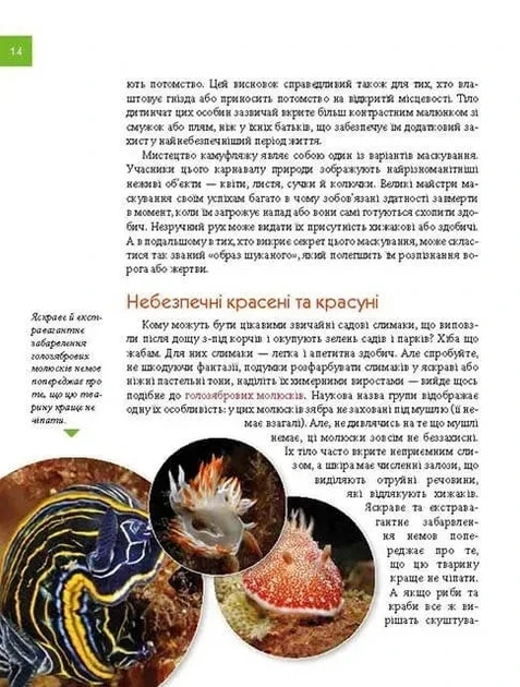 Книга «Тварини - майстри маскування. Енциклопедія для допитливих». Автор - Андрій Гапченко - Фото 4 Книга «Тварини - майстри маскування. Енциклопедія для допитливих». Автор - Андрій Гапченко - изображение 4