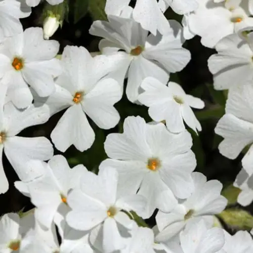 Флокс шилоподібний Білий White Delight (білий) Р9, 2-річний саджанець, ґрунтопокривний - зображення 2