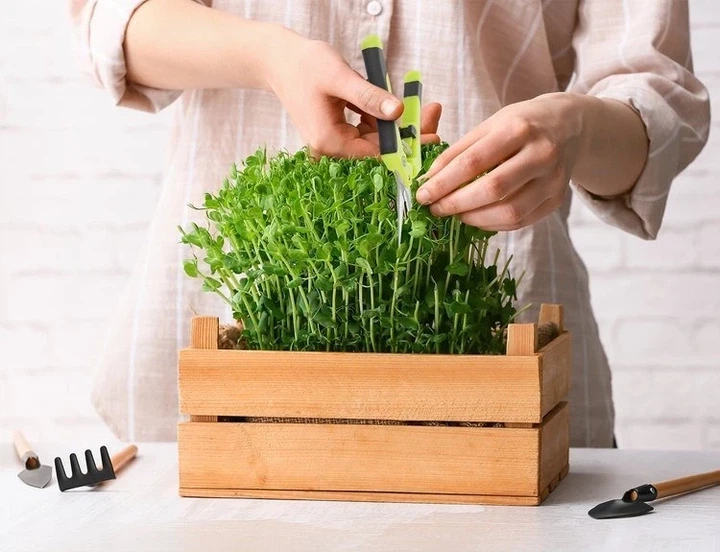 Trimming Scissors Herbgarden ножиці для обрізання рослин - изображение 5