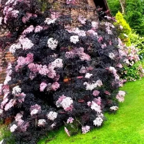 Бузина "Black Lace" (черная) декоративные кусты для сада,саженцы,цветы многолетние,деревья. - изображение 3