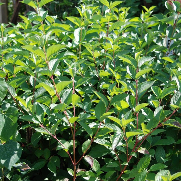 Дерен белый «Сибирика» (Cornus alba „Sibirica“) С3 — ярко-красные побеги, декоративный кустарник - изображение 2