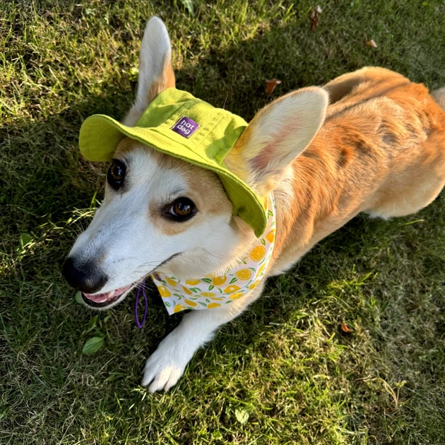Панама для собак Hat-Dog M - лаймовий - изображение 4