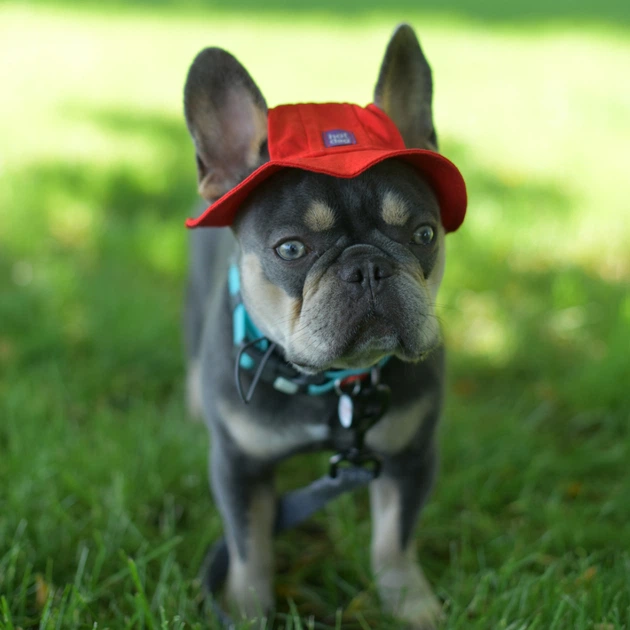 Панама для собак Hat-Dog M - червоний - изображение 4