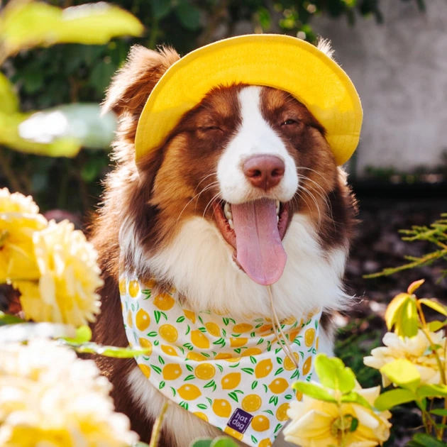 Панама для собак Hat-Dog M - жовтий - изображение 4