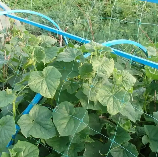 Сітка шпалерна огіркова AgroStar 1.7 х 10 м садова для підв'язки та підтримки рослин.Зелена - зображення 3