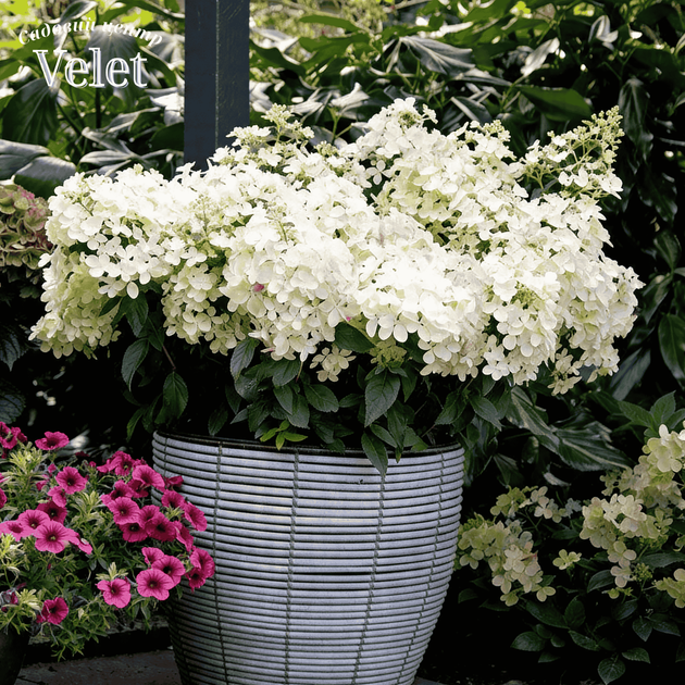 Гортензия метельчатая Петит Стар. (Hydrangea paniculata Petite Star) С3, 5лет - изображение 4