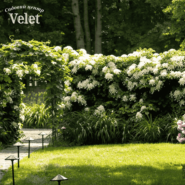 Гортензия плетистая Петиоларис. (Hydrangea anomala Petiolaris) С7,5 высота 80-90см - изображение 3