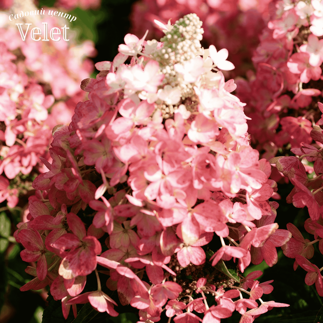 Гортензия метельчатая 'Magical Vesuvio' (Hydrangea paniculata Magical Vesuvio) 5-летняя, горшок С3 - изображение 3