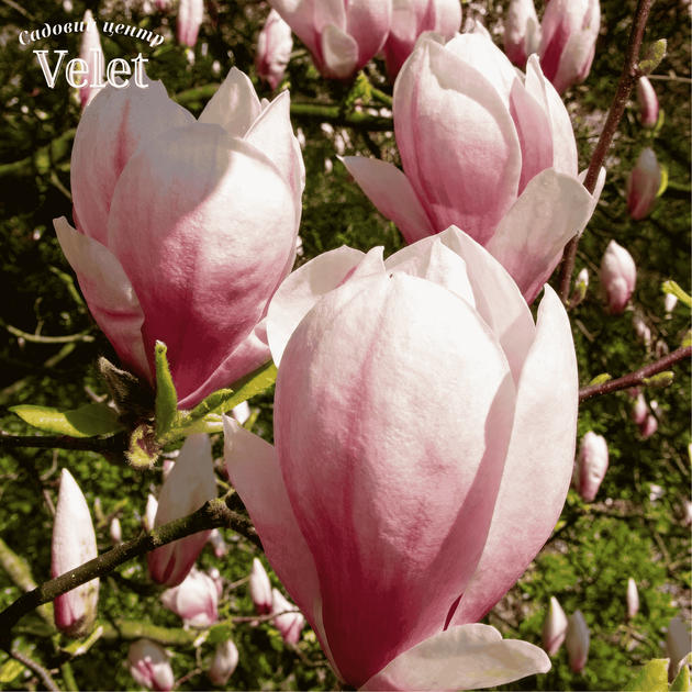 Магнолия суланжа Специоза (Magnolia soulangeana Speciosa) C3 высота 80-90см - изображение 3
