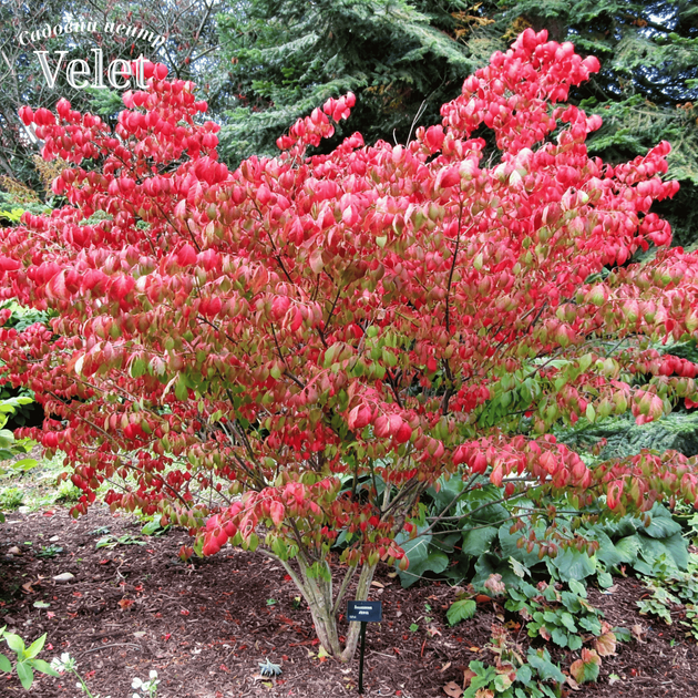Бересклет європейський Ред Каскад. (Euonymus europaeus Red Cascade) С5 - зображення 3