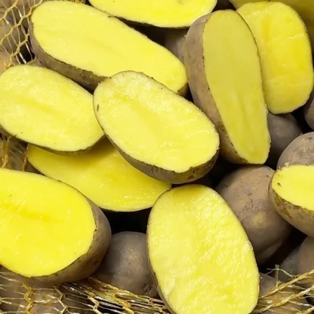Насіннєва картопля Вега 1 кг, 50-60 днів 2 репродукція - изображение 3