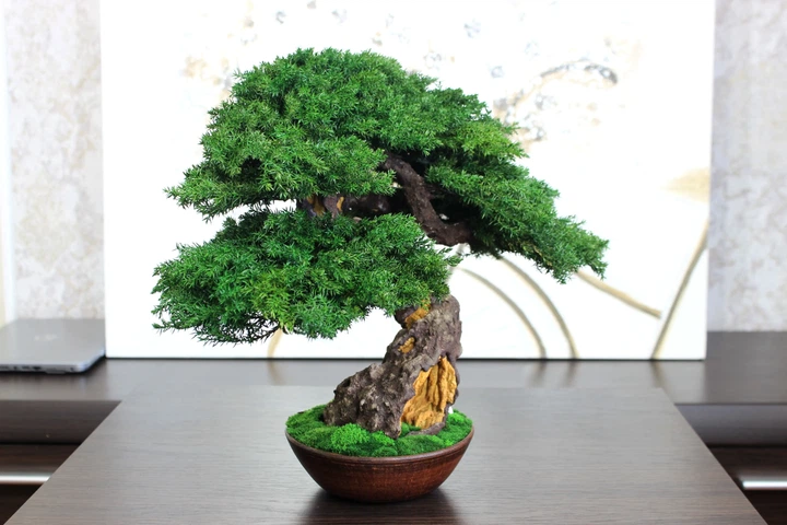 Бонсай зі стабілізованого ялівцю та моху 37 см - изображение 5