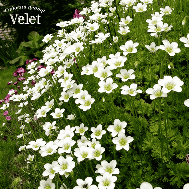 Ломикамінь Айс Колор Перл Вайт Saxifraga Ice Colours Pearl White Р9 - Фото 1 Ломикамінь Айс Колор Перл Вайт Saxifraga Ice Colours Pearl White Р9 - зображення 1