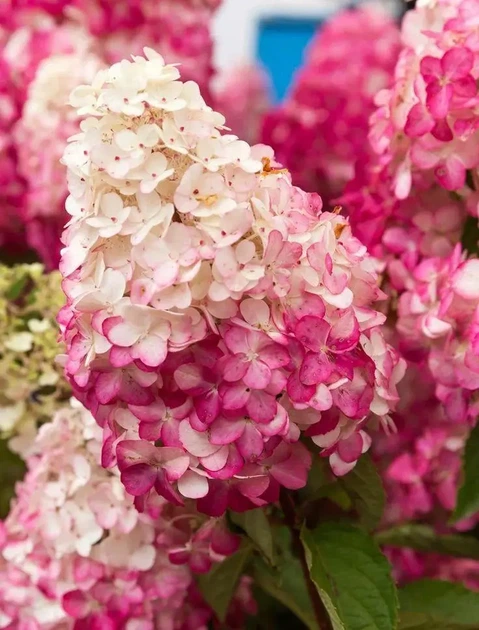 Гортензия метельчатая Фрайз Мельба (Fraise Melba) Р9 - Фото 2 Гортензия метельчатая Фрайз Мельба (Fraise Melba) Р9 - изображение 2