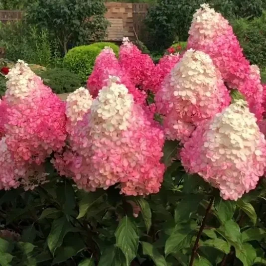 Гортензія волотиста Ваніла Фрейз (Vanille Fraise) Р9 - зображення 5