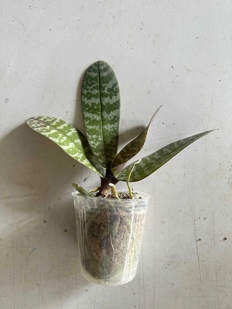 Фаленопсис не цветущий гибрид шиллериана × сиб (Phal. schilleriana × sib) в горшке 2.5", посадка мох, без цветов - изображение 4