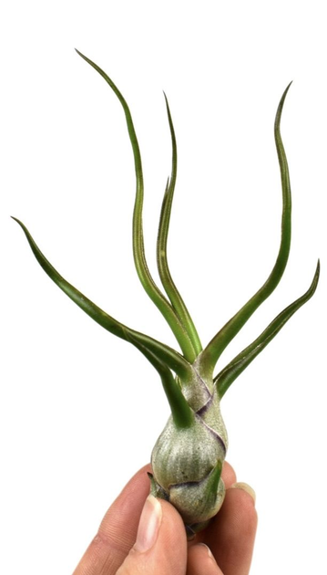 Tillandsia bulbosa (Тилландсия луковицеобразная). - Фото 1 Tillandsia bulbosa (Тилландсия луковицеобразная). - изображение 1