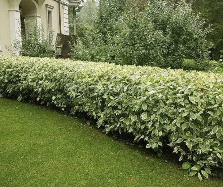 Дерен білий Елегантіссіма (Cornus alba Elegantissima) С2 - зображення 2