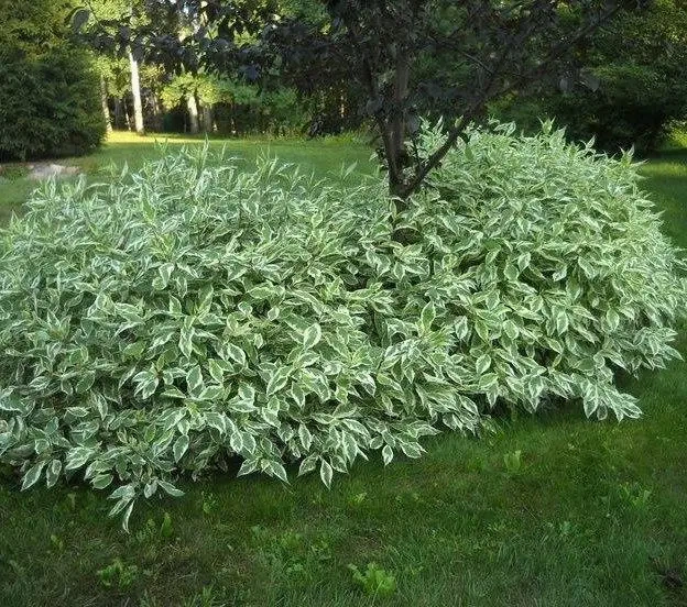 Дерен білий Елегантіссіма (Cornus alba Elegantissima) С2 - зображення 4