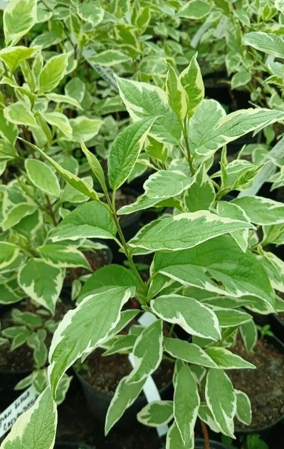 Дерен білий Елегантіссіма (Cornus alba Elegantissima) С2 - зображення 6
