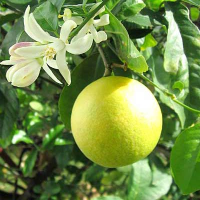 Лимонное масло Flora Secret 10 мл (5968-48703) - изображение 3