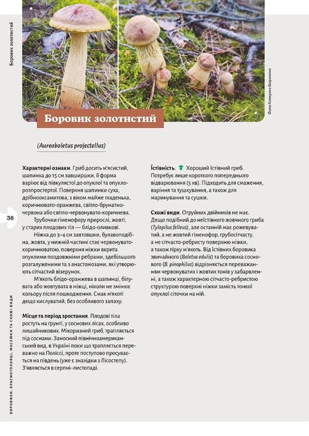 Як і де збирати гриби - изображение 7