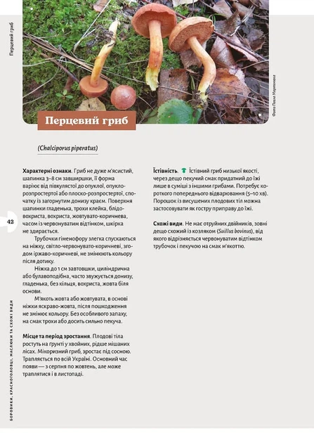 Як і де збирати гриби - изображение 9