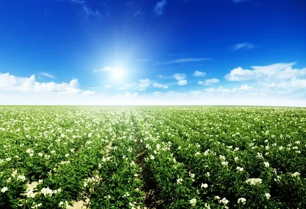 Комплексное удобрение Green NPK для роста, укоренения и урожайности 400 г - изображение 7