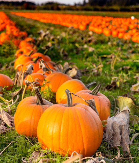 Гарбуз "Народний" ТМ "GL Seeds" 15 г. - Фото 1 Гарбуз "Народний" ТМ "GL Seeds" 15 г. - изображение 1