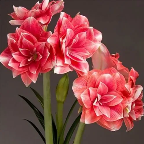 №311 Амариліс Double Dream - Фото 1 №311 Амариліс Double Dream - изображение 1