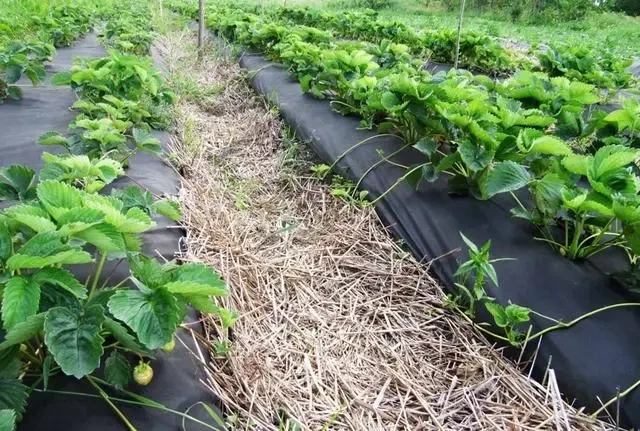Агроволокно Growtex черное 50г/м*1.6 м *5 м - Фото 2 Агроволокно Growtex черное 50г/м*1.6 м *5 м - изображение 2