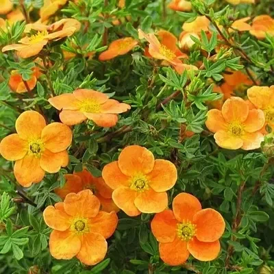 Лапчатка кустовая "Mango Tango" - Фото 2 Лапчатка кустовая "Mango Tango" - изображение 2