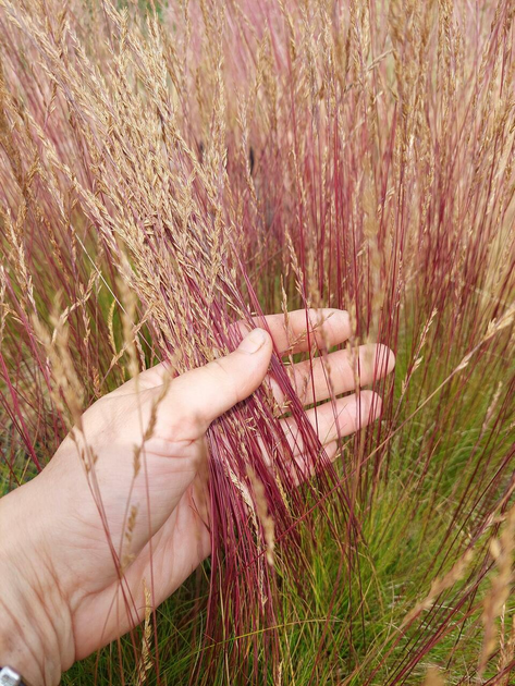 Фестука аметистовая «Валберла» (Festuca amethystina 'Walberla'), Р9 - изображение 2