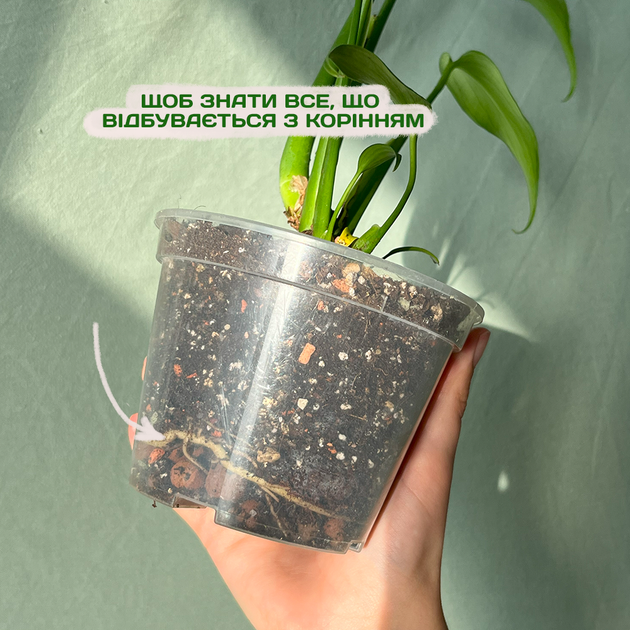 Прозорий горщик 1.6 л 14*10,5см - изображение 4