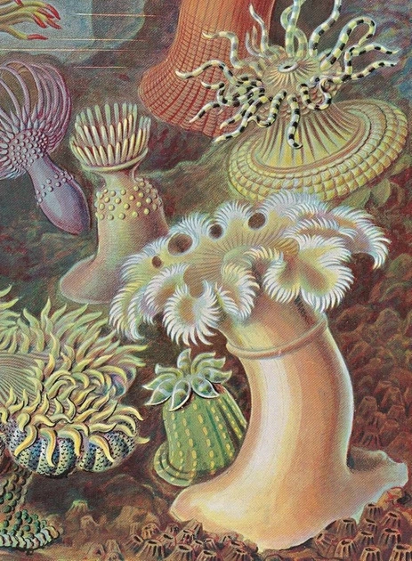 The Art and Science of Ernst Haeckel - Райнер Віллманн, Юлія Восс (9783836584289) - зображення 3
