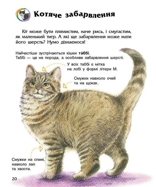 Книга «Коти. Енциклопедія дошкільника». Автор - Юлія Каспарова - Фото 6 Книга «Коти. Енциклопедія дошкільника». Автор - Юлія Каспарова - зображення 6