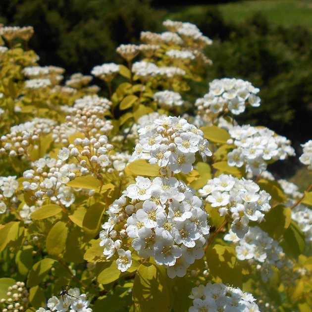 Спірея Вангутта Голд Фонтейн (Spiraea × vanhouttei Gold Fountain) декоративний кущ в горщику C3 - Фото 3 Спірея Вангутта Голд Фонтейн (Spiraea × vanhouttei Gold Fountain) декоративний кущ в горщику C3 - зображення 3