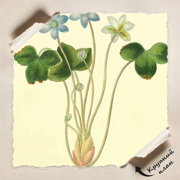 Постер Ботаническая иллюстрация, Hepatica Triloba, растения, интерьерный постер, A3 40×30 см (id7154) - Фото 4 Постер Ботаническая иллюстрация, Hepatica Triloba, растения, интерьерный постер, A3 40×30 см (id7154) - изображение 4